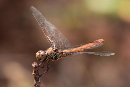 Roseate Skimmer