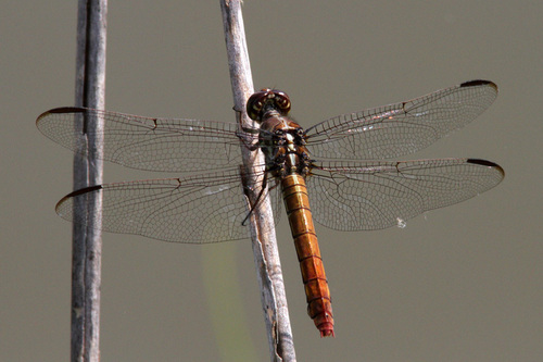 Roseate Skimmer