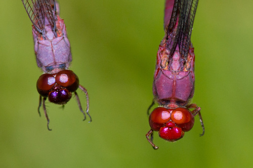 Roseate Skimmer