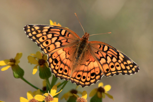 Variegated Fritillary