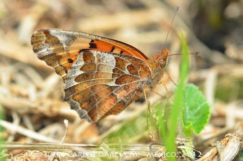 Variegated Fritillary