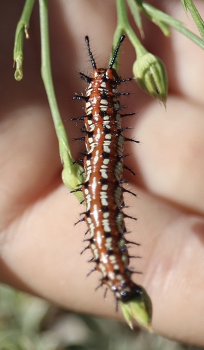 Variegated Fritillary