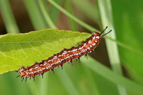 Variegated Fritillary