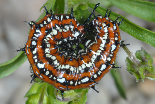 Variegated Fritillary