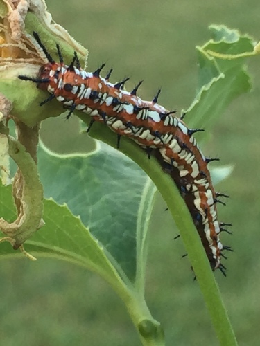 Variegated Fritillary