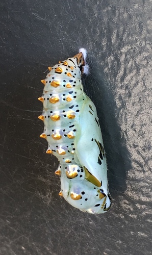 Variegated Fritillary