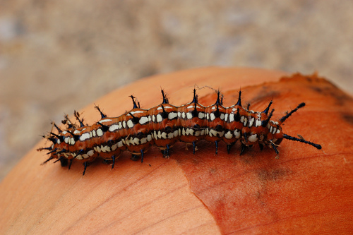 Variegated Fritillary