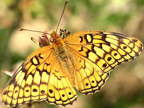Variegated Fritillary