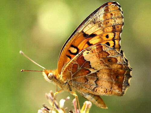 Variegated Fritillary