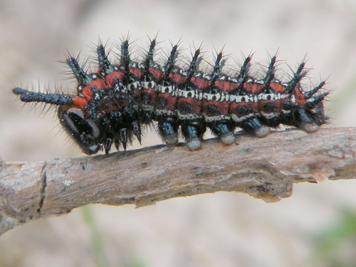 Variegated Fritillary