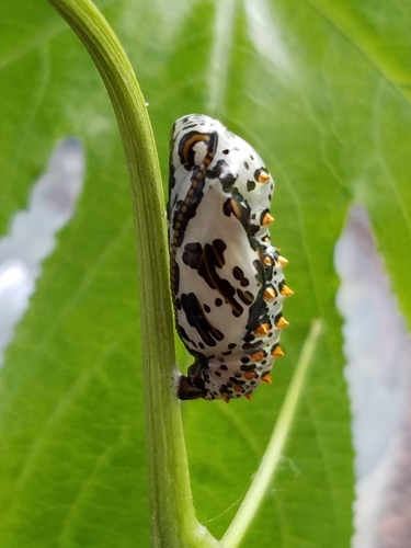 Variegated Fritillary