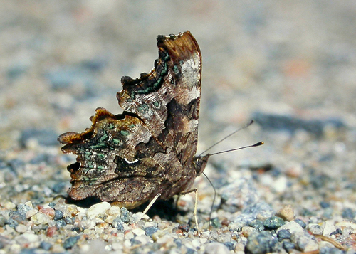 Green Comma