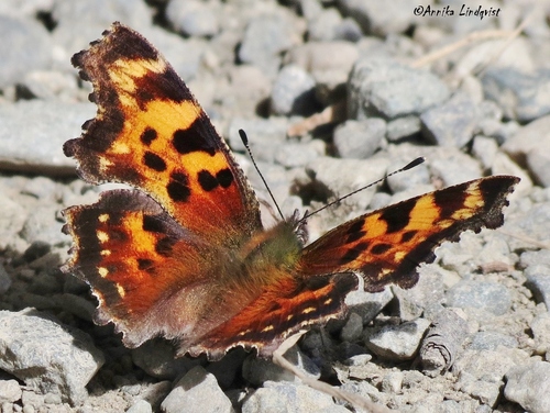Green Comma