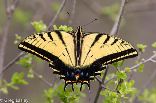 Two-tailed Swallowtail