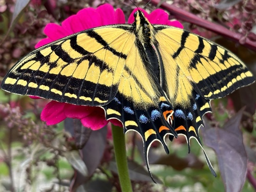 Two-tailed Swallowtail