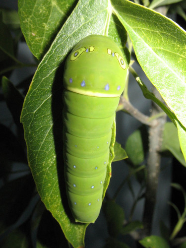 Two-tailed Swallowtail