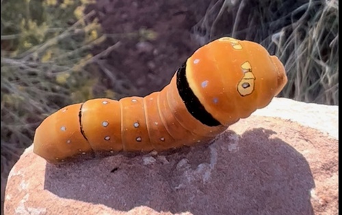 Two-tailed Swallowtail