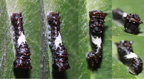 Two-tailed Swallowtail