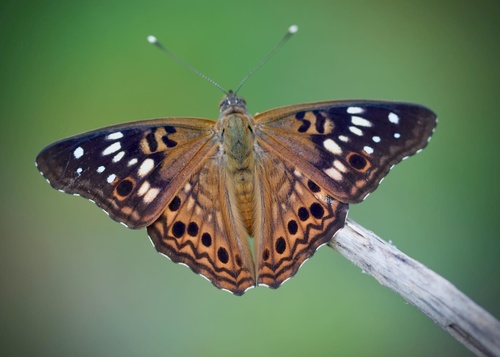 Hackberry Emperor