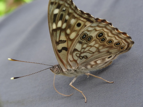 Hackberry Emperor
