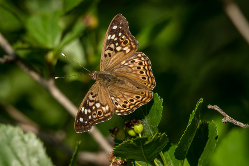 Hackberry Emperor