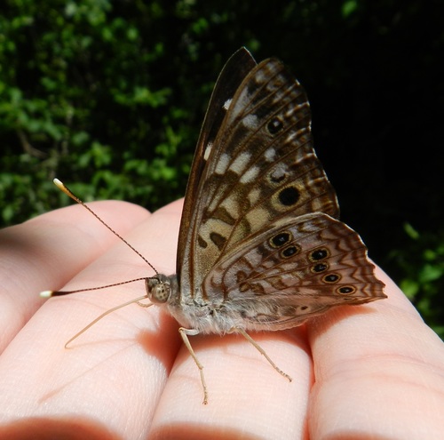 Hackberry Emperor