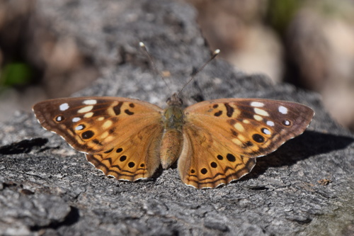Hackberry Emperor