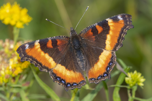 Milbert's Tortoiseshell