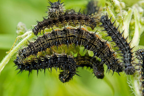 Milbert's Tortoiseshell