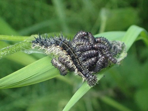 Milbert's Tortoiseshell