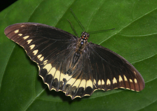 Polydamas Swallowtail