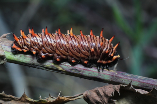 Polydamas Swallowtail