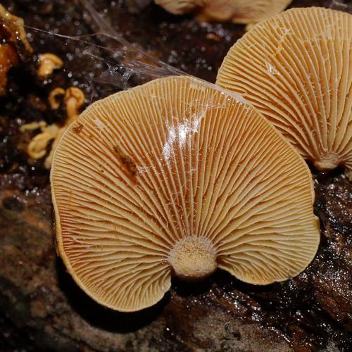 Luminescent Panellus