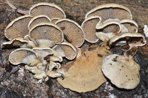 Luminescent Panellus