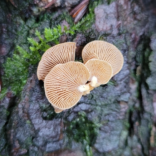 Luminescent Panellus