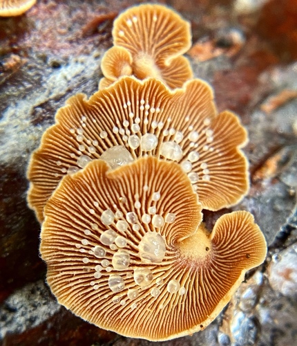Luminescent Panellus