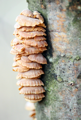 Luminescent Panellus