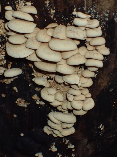 Luminescent Panellus