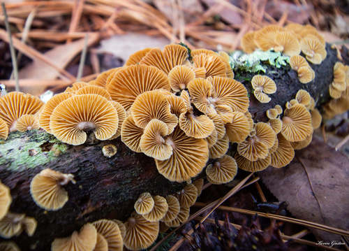 Luminescent Panellus