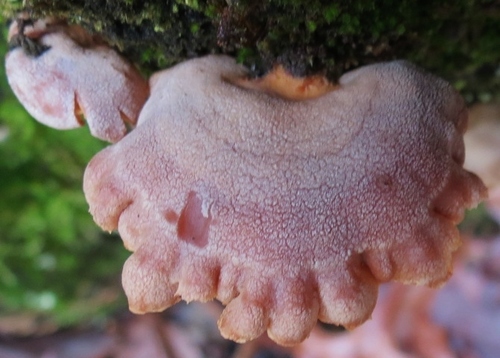 Luminescent Panellus