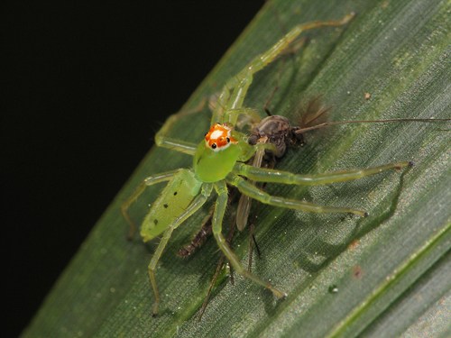 Magnolia Green Jumping Spider