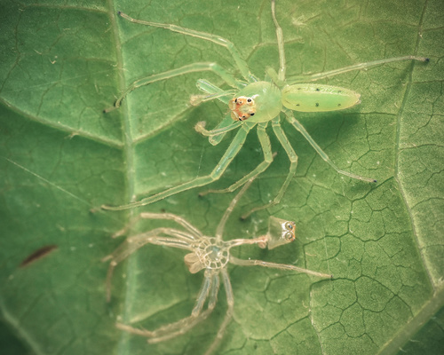 Magnolia Green Jumping Spider