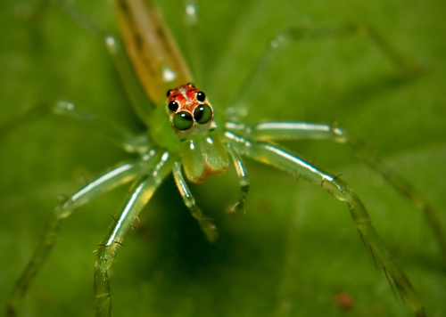 Translucent Green Jumping Spiders