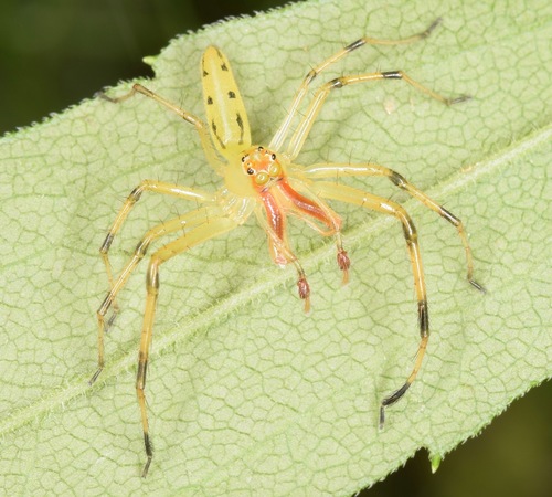Translucent Green Jumping Spiders