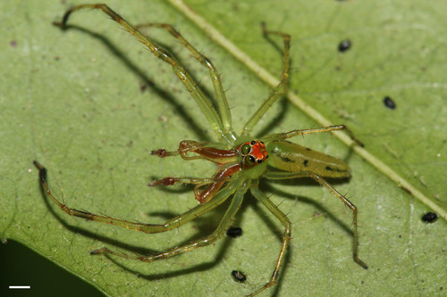 Translucent Green Jumping Spiders