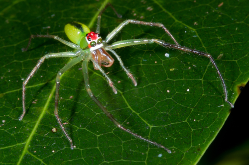 Translucent Green Jumping Spiders