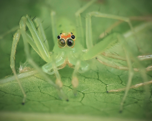 Translucent Green Jumping Spiders
