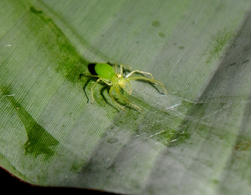 Translucent Green Jumping Spiders