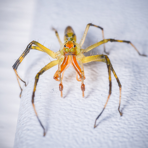 Translucent Green Jumping Spiders
