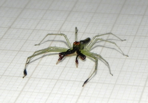 Translucent Green Jumping Spiders